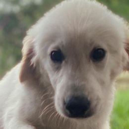 Mr. Purple - Light golden Golden Retriever puppy in Conroe, Texas from Golden Keys Kennels