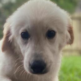 Mr. Purple - Light golden Golden Retriever puppy in Conroe, Texas from Golden Keys Kennels