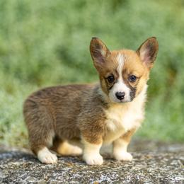 Daisy - Red female Pembroke Welsh Corgi puppy in Narvon, Pennsylvania from Corgi Companions