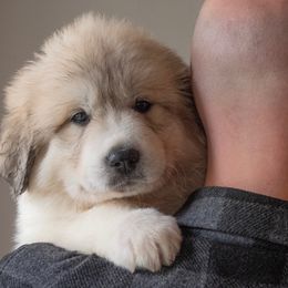 Great Pyrenees Puppies from Kings River Great Pyrenees