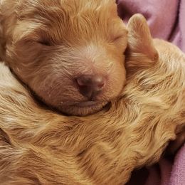 Poodles from Tiny Toy Poodles