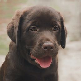 Labrador Retriever Puppies from Penny Lane Labradors
