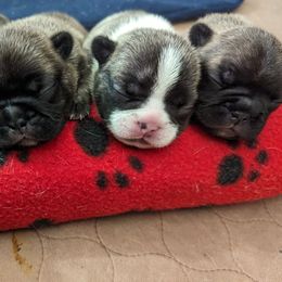 French Bulldog puppies from Cynthia Munoz's French Bulldogs