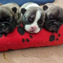 French Bulldog puppies from Cynthia Munoz's French Bulldogs