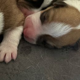 Artie - Red male Pembroke Welsh Corgi puppy in Brashear, Texas from Sherwood Acres Pembrokes