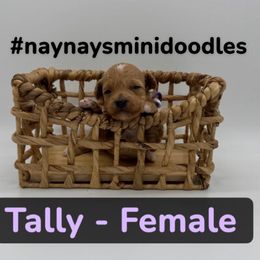 Tally - Purple collar - Apricot female Goldendoodle puppy in Cape Coral, Florida from Nay Nays Mini Doodles