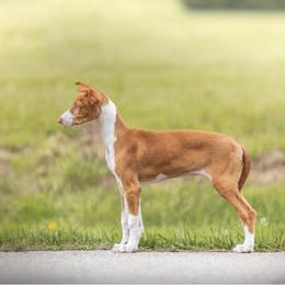 Ibizan Hound Puppies from Nevaeh Ibizan Hounds