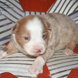 Connor - Red merle male Miniature Australian Shepherd puppy in Patterson, North Carolina from DreamLine Aussies