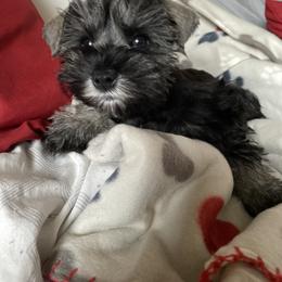 Miniature Schnauzer Puppies from Fraizer Farms
