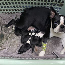 Boston Terriers and Great Pyrenees from Lauren La Rue