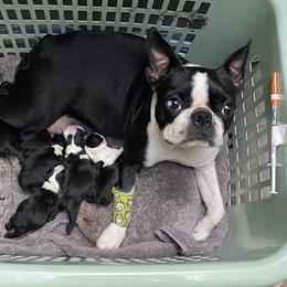 Boston Terriers and Great Pyrenees from Lauren La Rue