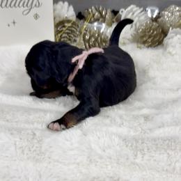 Crinkle Cookie - Phantom female Bernedoodle puppy in Hegins, Pennsylvania from Bubbling Springs Doodles, LLC