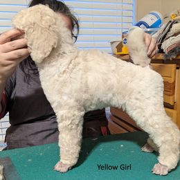 Poodle Puppies from LaTerra Cove Poodles