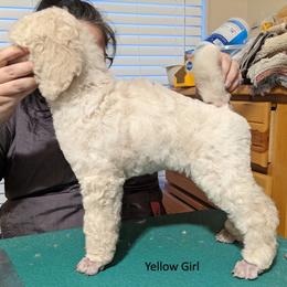 Poodle Puppies from LaTerra Cove Poodles