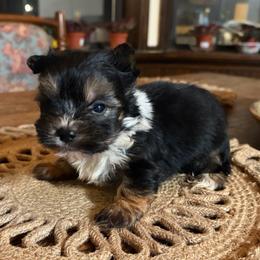 Troy - Black and tan male Yorkshire Terrier puppy in Georgia from Berggipfel Yorkies
