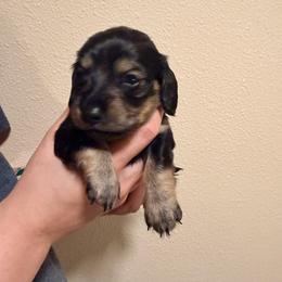Black - Wild  boar and tan male Dachshund puppy in Oakdale, California from Mini dachshunds