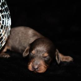 Blue LH M - Blue and cream male Dachshund puppy in Coldwater, Mississippi from Mississippi Shorties Miniature Dachshunds