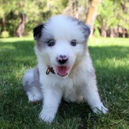 Border Collie Puppies from Team Reeves Ranch