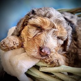 Bernedoodle and Sheepadoodle Puppies from Doodlebuds