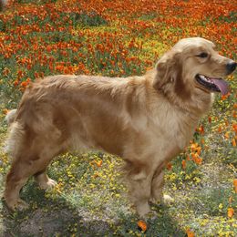 Nike - Golden Retriever