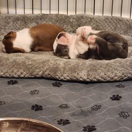 Boston Terrier Puppies from Bostic's bostons