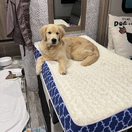 Golden Retriever Puppies from Chrysanthos Golden Retrievers