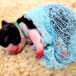 Boston Terrier Puppies from Diamonds In The Ruff Boston Terriers