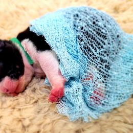 Boston Terrier Puppies from Diamonds In The Ruff Boston Terriers