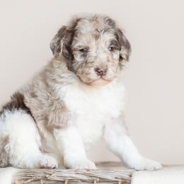 Aussiedoodles, Bordoodles, Goldendoodles, and Sheepadoodles from Crooked Creek Doodles and Poodles