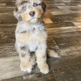 Aussiedoodle Puppies from Gore Doodle Ranch