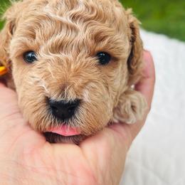 Goose - Apricot male Goldendoodle puppy in Piedmont, Oklahoma from Perdue Puppies