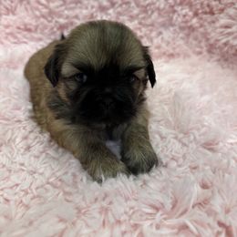 Girl 1 Gold Black Mask - Gold female Shih Tzu puppy in North Port, Florida from Marlene Kenney's Shih Tzus