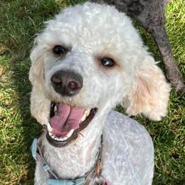 Piper - Poodle