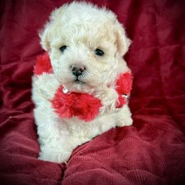 Lil Alaska - White male Poodle puppy in Newcomerstown, Ohio from Sheri’s Lil Angel’s