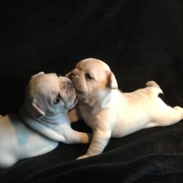 French Bulldog Puppies from Willow Farm