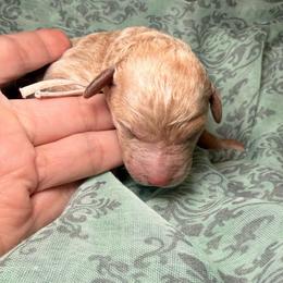 Pink-Glinda - Apricot female Goldendoodle puppy in Fresno, California from D & L Doodles LLC