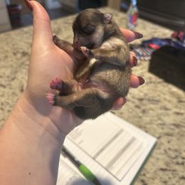 Girl 1 - Black and tan parti female Pomeranian puppy in Randleman, North Carolina from Luxurious Poms
