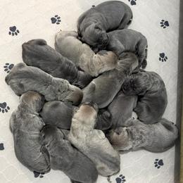 Cane Corso Puppies from Hazel’s House of Cane Corso
