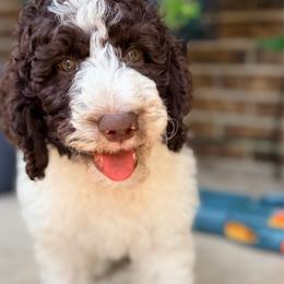 Cedar - Parti male Goldendoodle puppy in Macclenny, Florida from Baker County Goldendoodles