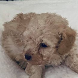 Poodles from Twisted Sisters Kennel