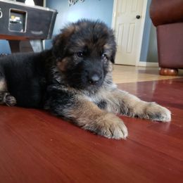 German Shepherd Puppies from Von Haus Frankenstein GSD