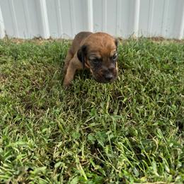 Girl 4 - Red female Bloodhound puppy in Tahlequah, Oklahoma from HNH Hounds