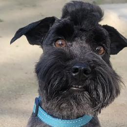 Miniature Schnauzers from Cali Schnauzies