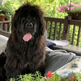 Newfoundlands from O’s Ranch Newfoundland’s