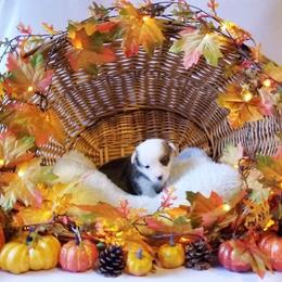 American Corgi and Pembroke Welsh Corgi Puppies from Whimsical Treasure Corgis