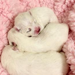 BELLE - White female Pomeranian puppy in Pavilion, New York from Calverton Pomeranians