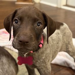 Pink - Liver roan female German Shorthaired Pointer puppy in Ozark, Alabama from Judy Creek GSP's