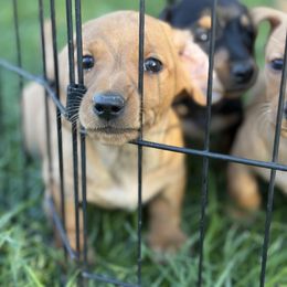 Dachshund Puppies from Carranza Puppy Farm