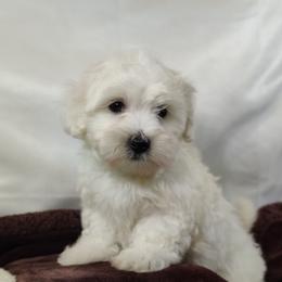 Silas - White male Coton de Tulear puppy in Westfield, North Carolina from Legacy Pets