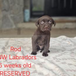 Rod - Chocolate male Labrador Retriever puppy in Rogue River, Oregon from PNW Labradors